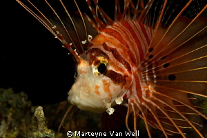 Lionfish close-up by Marteyne Van Well 